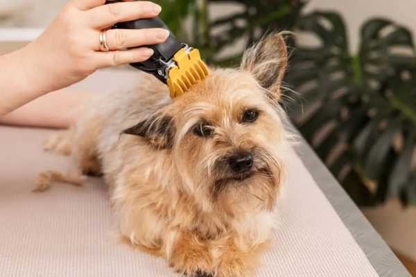 Maszynka do strzyżenia zwierząt Wahl Colour Pro Cordless Pet 3027682